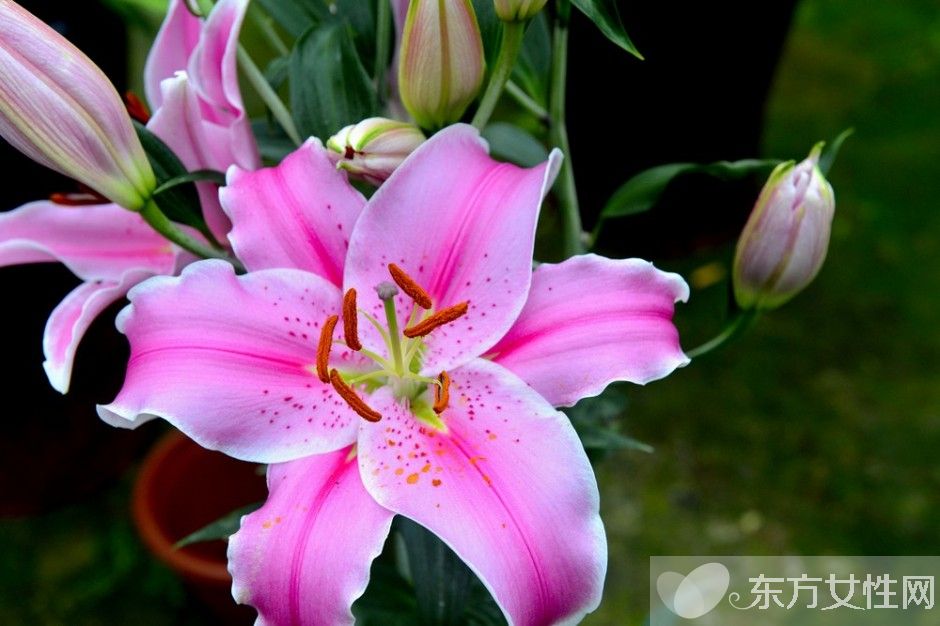 香水百合花语及传说大全  香水百合应该怎么养