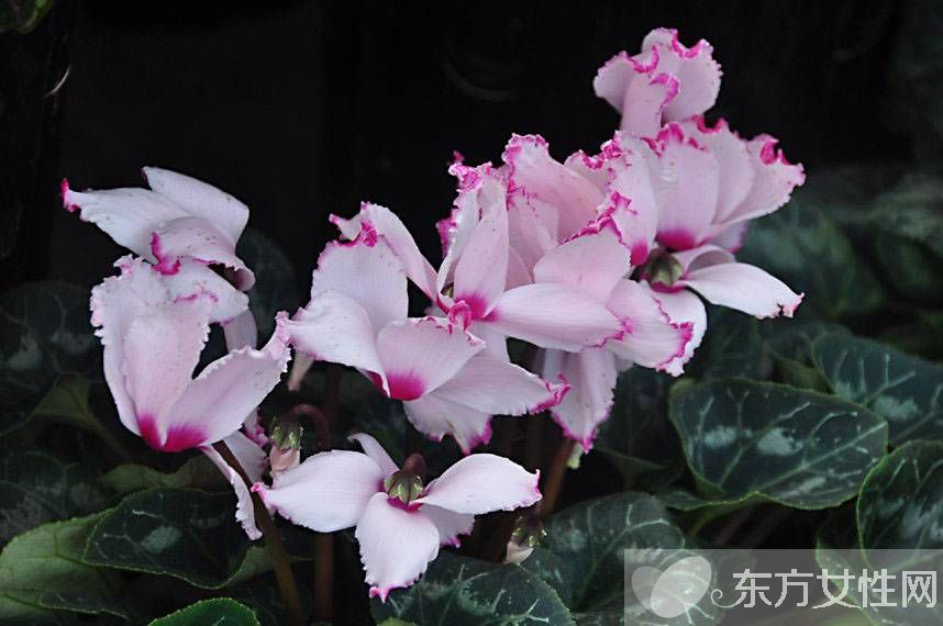 仙客来花语是什么 仙客来的养殖方法以及注意事项