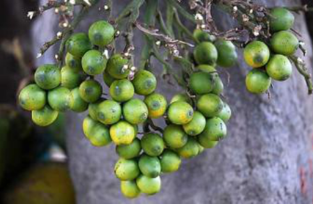 槟榔吃多了会怎么样 槟榔的危害详细介绍