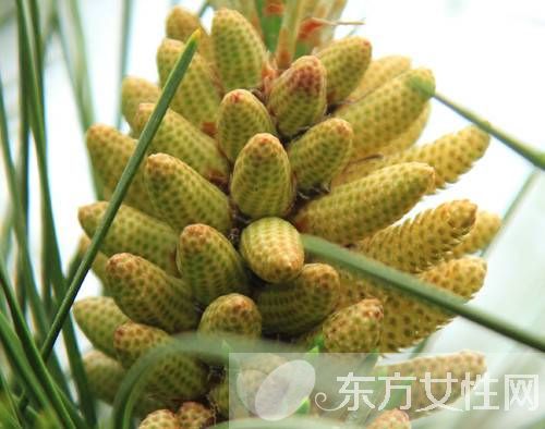 松花粉的作用有哪些 松花粉12个功效介绍