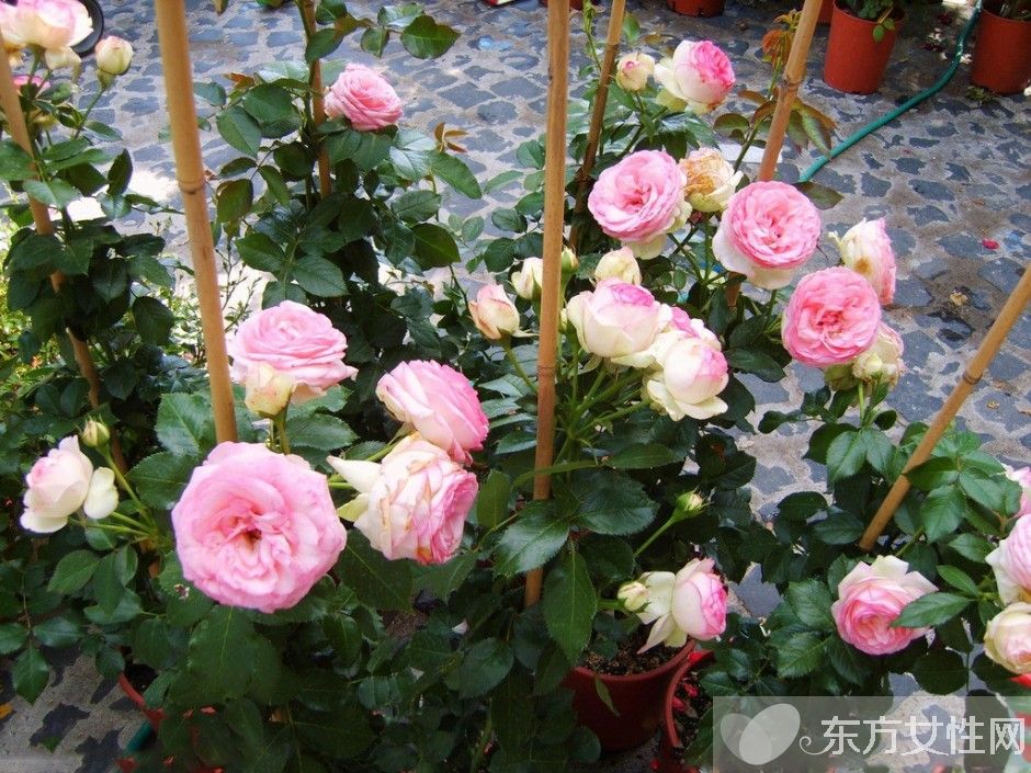 月季的花语是什么 月季花的唯美故事你一定要看