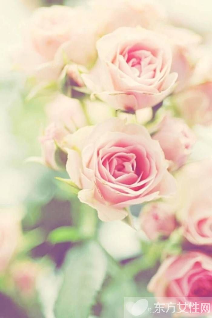 英国国花是什么 玫瑰花代表的寓意