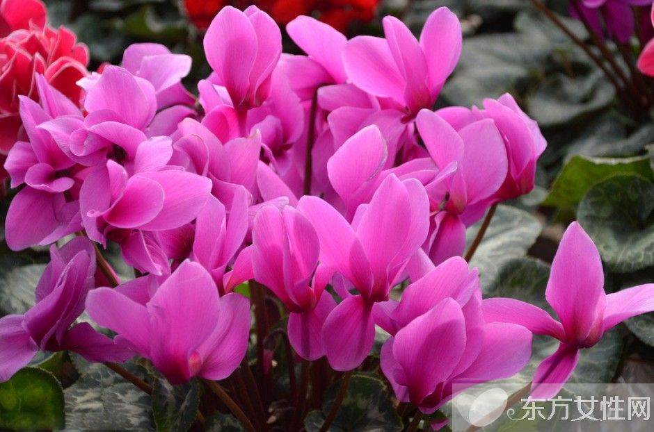 仙客来花语是什么 仙客来的养殖方法以及注意事项