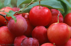 李子吃多了会怎么样 李子一次吃多少合适