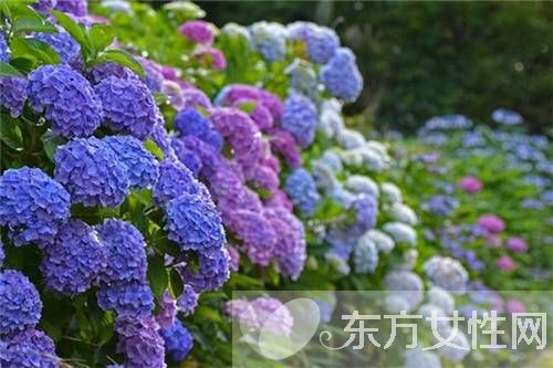 绣球花花语是什么 绣球花的养殖方法和注意事项