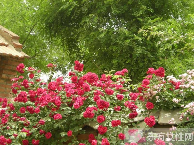 野蔷薇花语以及背后的故事 野蔷薇的品种介绍