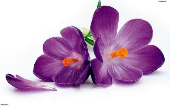 紫罗兰花语是什么 为什么说紫罗兰是最神秘的花