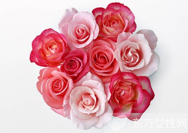 33朵玫瑰代表什么 玫瑰花的花语是什么