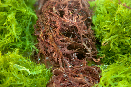 吃海带能减肥吗 看看专家都怎么说