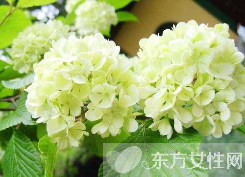 绣球花花语是什么 绣球花的养殖方法和注意事项