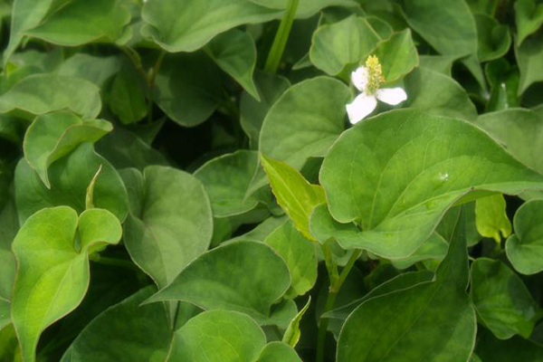鱼腥草怎样吃 鱼腥草具有哪些功效与作用