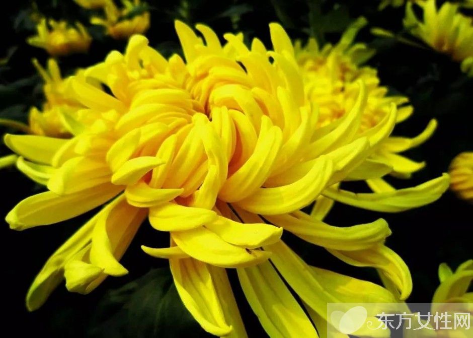 世界各国的国花是什么 十国的国花代表