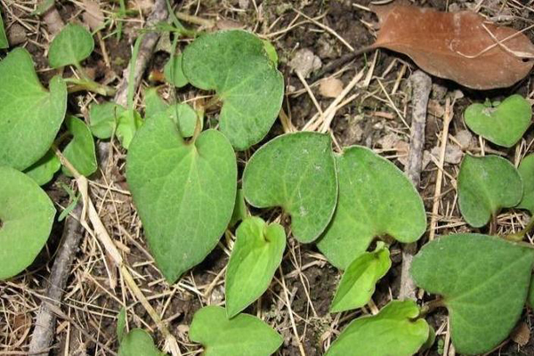 鱼腥草怎样吃 鱼腥草具有哪些功效与作用