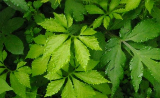 绞股蓝的副作用 绞股蓝泡水喝的禁忌