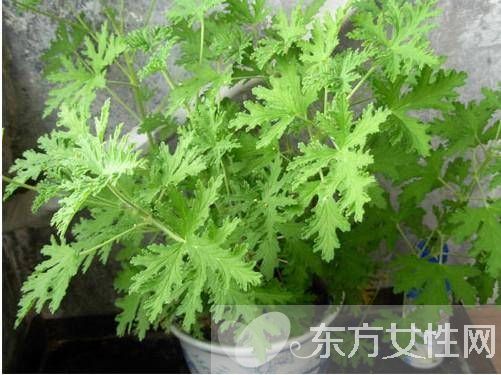 驱蚊的植物有哪些 9大夏季驱蚊谣言你知多少