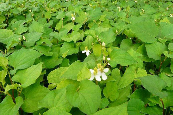 鱼腥草怎样吃 鱼腥草具有哪些功效与作用