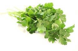 香菜的功效与作用 香菜的副作用有哪些