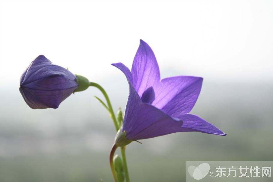 洋桔梗和桔梗的区别 它们的花语有什么不同呢