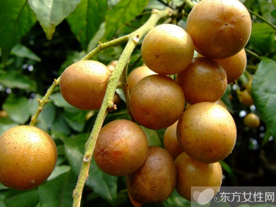 黄皮的功效与作用有哪些 教你如何挑选黄皮果