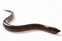 鳝鱼的营养价值有哪些呢 鳝鱼的功效作用是什么