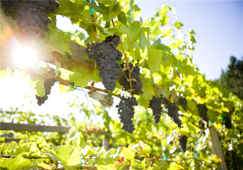 提子的营养价值有哪些 多吃提子有什么好处