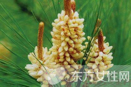 松花粉的作用有哪些 松花粉12个功效介绍