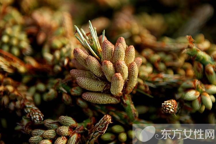 松花粉的作用有哪些 松花粉12个功效介绍