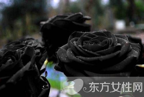 黑玫瑰的花语和传说 黑玫瑰的养殖方法介绍