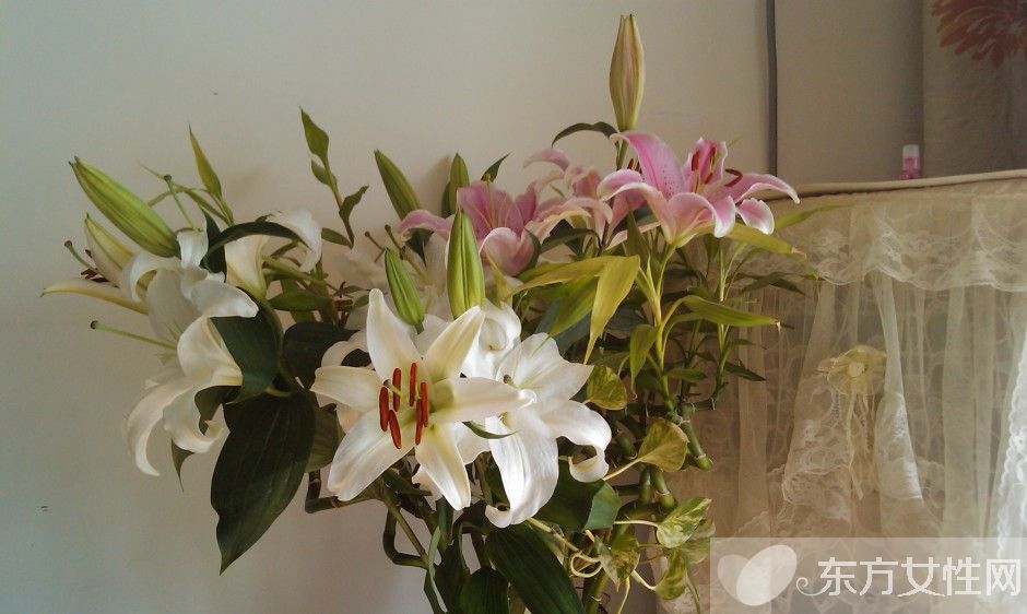 香水百合花语及传说大全  香水百合应该怎么养