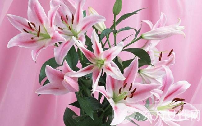 百合的花语和传说是什么 盘点所有百合的寓意