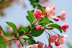 海棠花花语是什么 为什么海棠花没有香味呢