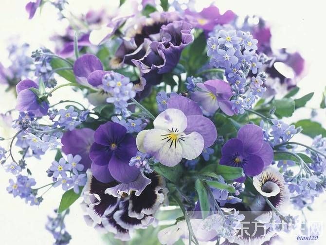 紫罗兰花语是什么 为什么说紫罗兰是最神秘的花