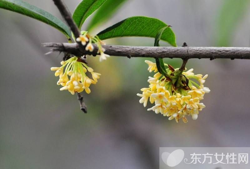 中国十大名花分别是什么 分别代表着什么象征