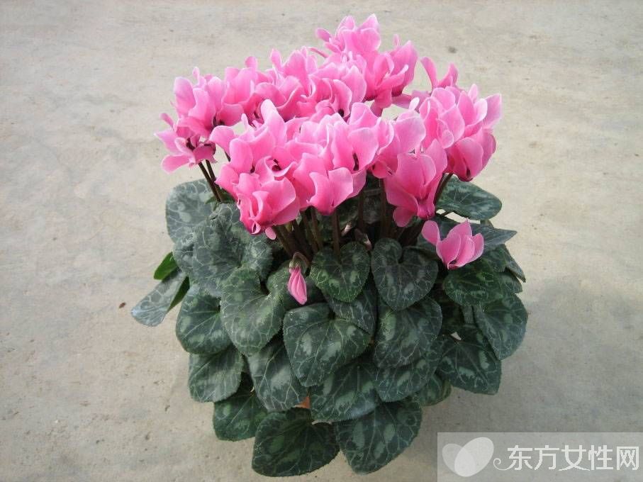 仙客来花语是什么 仙客来的养殖方法以及注意事项