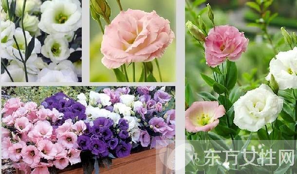 洋桔梗和桔梗的区别 它们的花语有什么不同呢