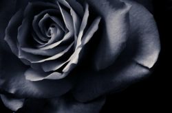 黑玫瑰的花语和传说 黑玫瑰的养殖方法介绍