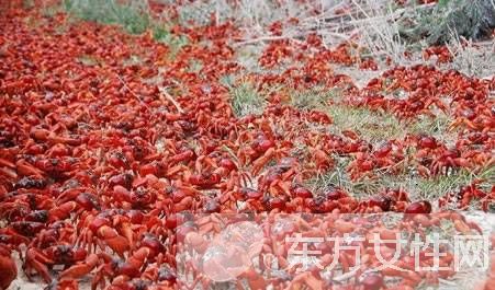 红蟹能吃吗 澳洲红蟹是不能被食用的