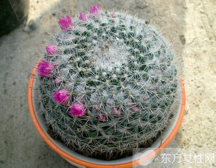 仙人球的花语是什么 养仙人球的风水要求你了解吗