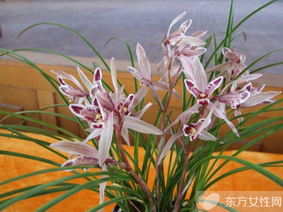 中国十大名花分别是什么 分别代表着什么象征