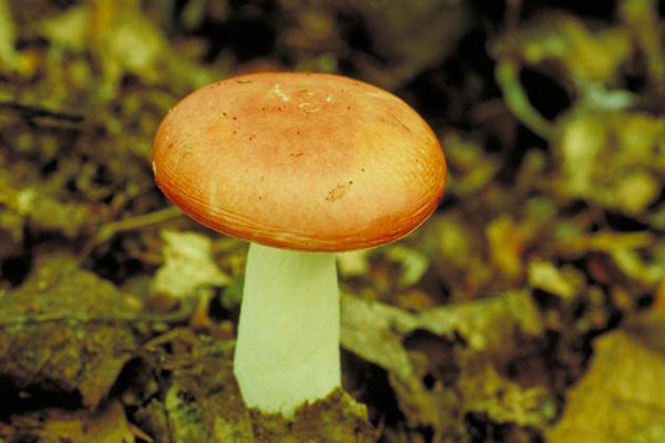 揭蘑菇的功效与作用 吃蘑菇有哪些好处