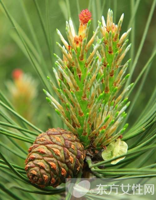 松花粉的作用有哪些 松花粉12个功效介绍