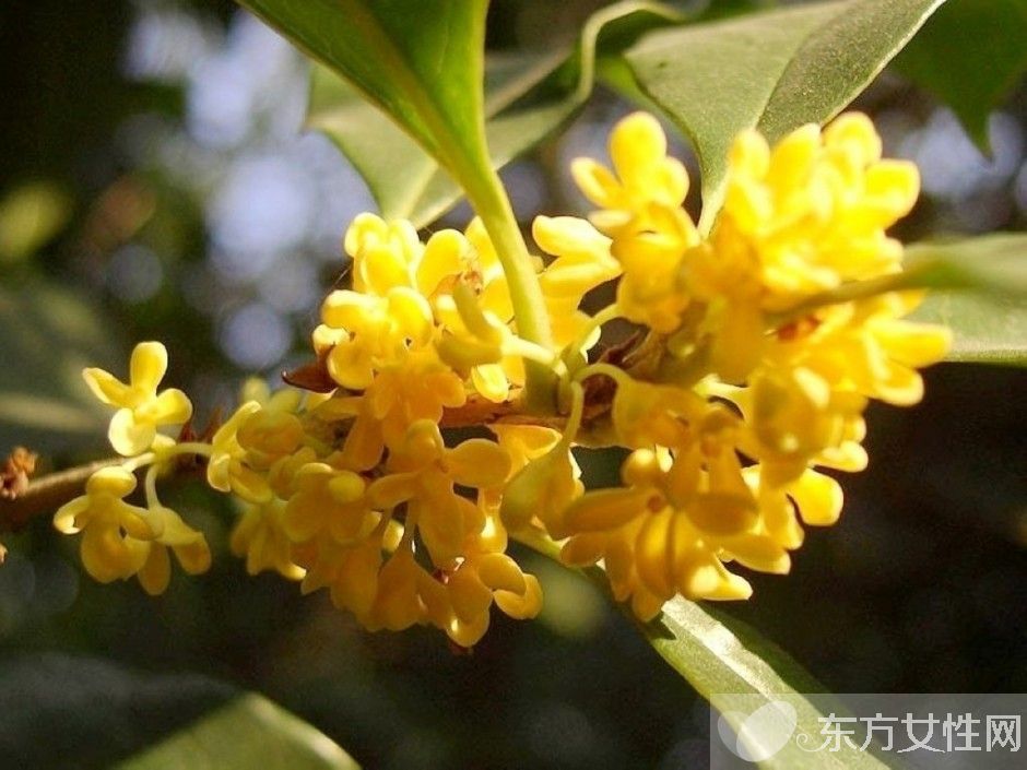 中国十大名花分别是什么 分别代表着什么象征