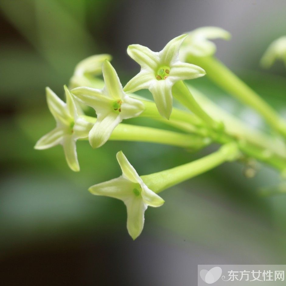驱蚊的植物有哪些 9大夏季驱蚊谣言你知多少