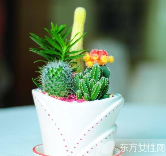 冬天室内适合养什么花