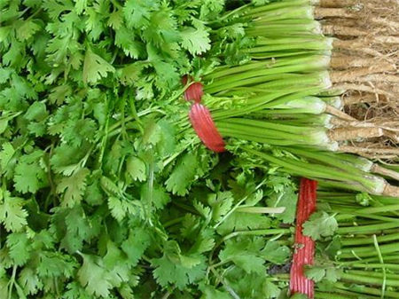 香菜的功效与作用 香菜的副作用有哪些