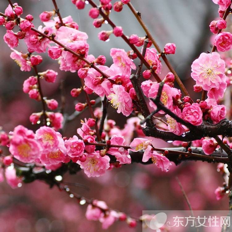 世界各国的国花是什么 十国的国花代表