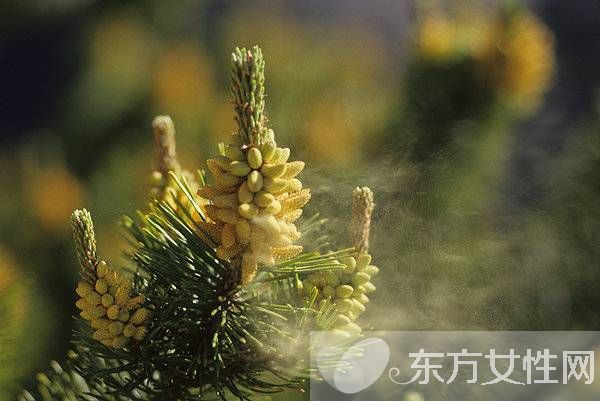 松花粉的作用有哪些 松花粉12个功效介绍
