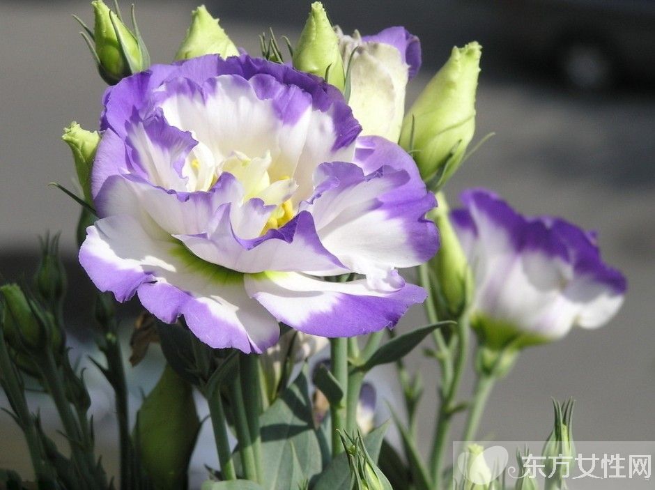 洋桔梗和桔梗的区别 它们的花语有什么不同呢