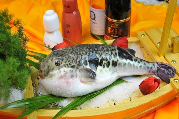 河豚毒素在哪 揭密河豚毒素的位置