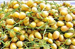 黄皮的功效与作用有哪些 教你如何挑选黄皮果